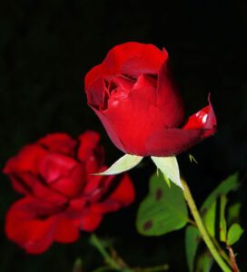 rosenstrauss